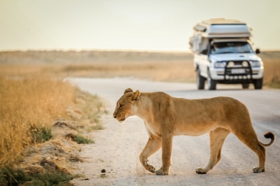 Löwin auf einer Safari in Südafrika (daskleineatelier / stock.adobe.com)  lizenziertes Stockfoto 
Información sobre la licencia en 'Verificación de las fuentes de la imagen'